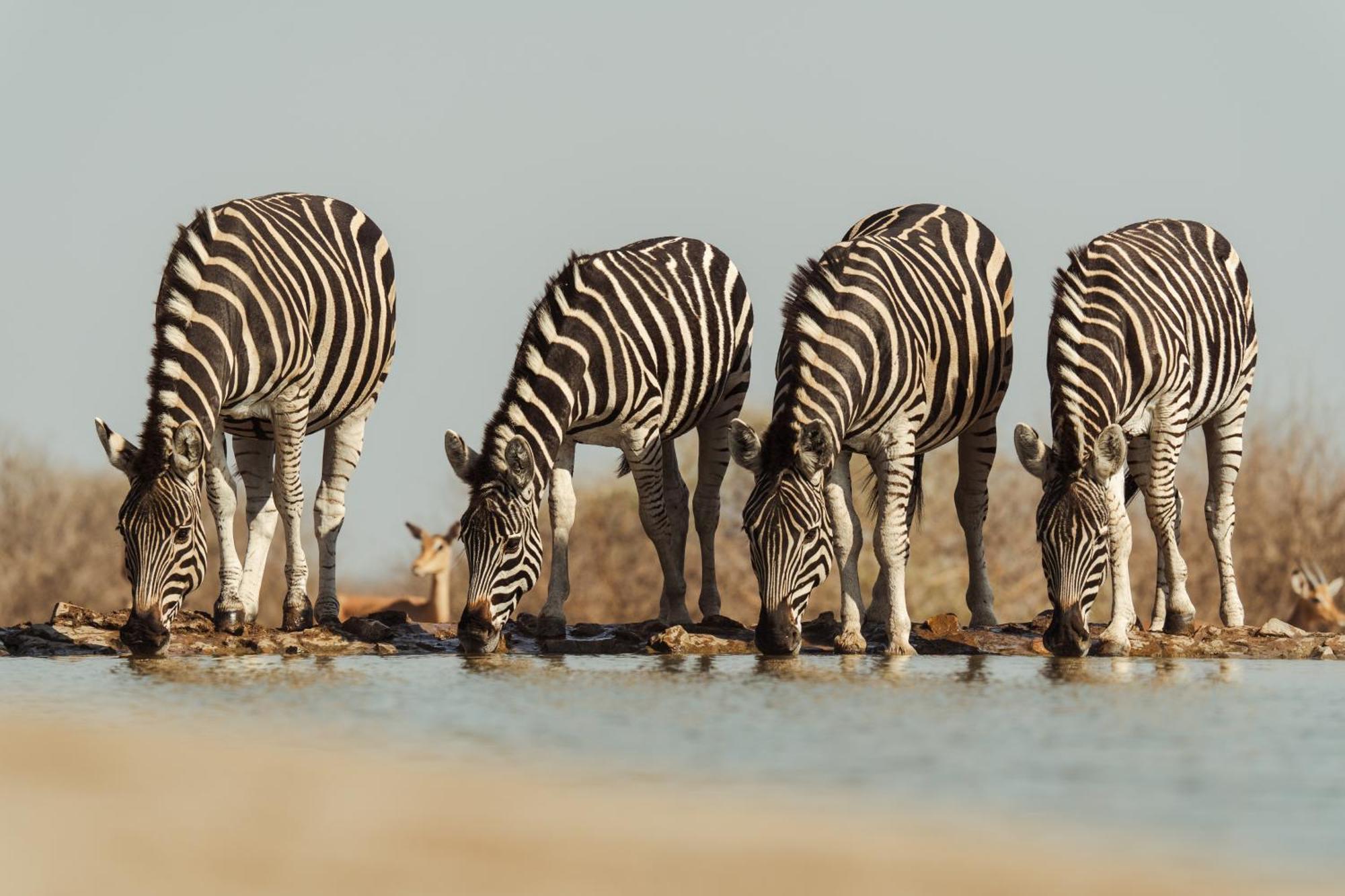 Last Word Madikwe Madikwe Game Reserve Zewnętrze zdjęcie