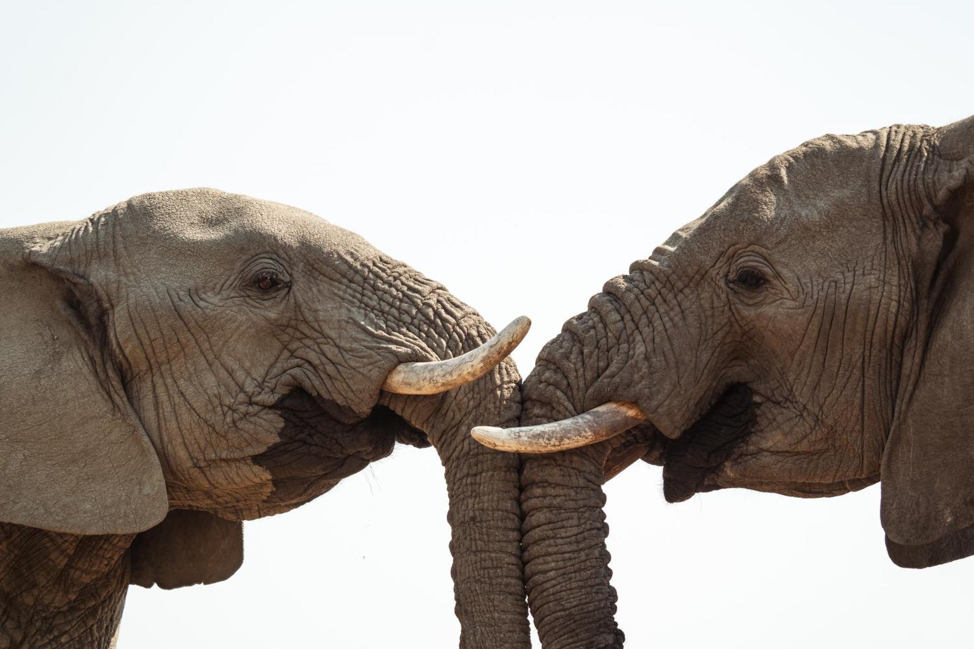 Last Word Madikwe Madikwe Game Reserve Zewnętrze zdjęcie
