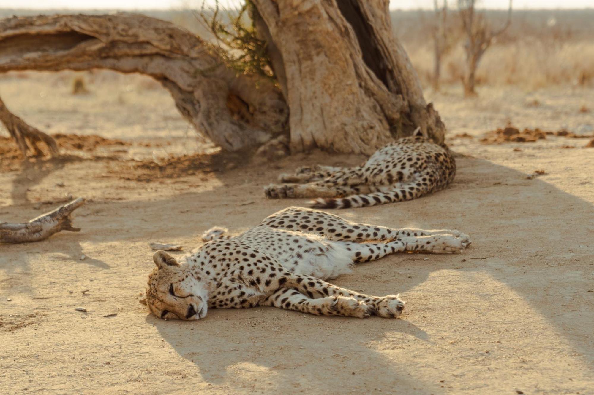 Last Word Madikwe Madikwe Game Reserve Zewnętrze zdjęcie