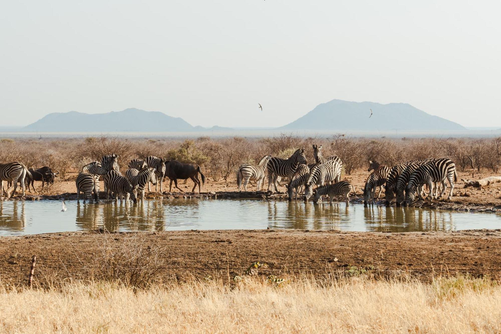 Last Word Madikwe Madikwe Game Reserve Zewnętrze zdjęcie