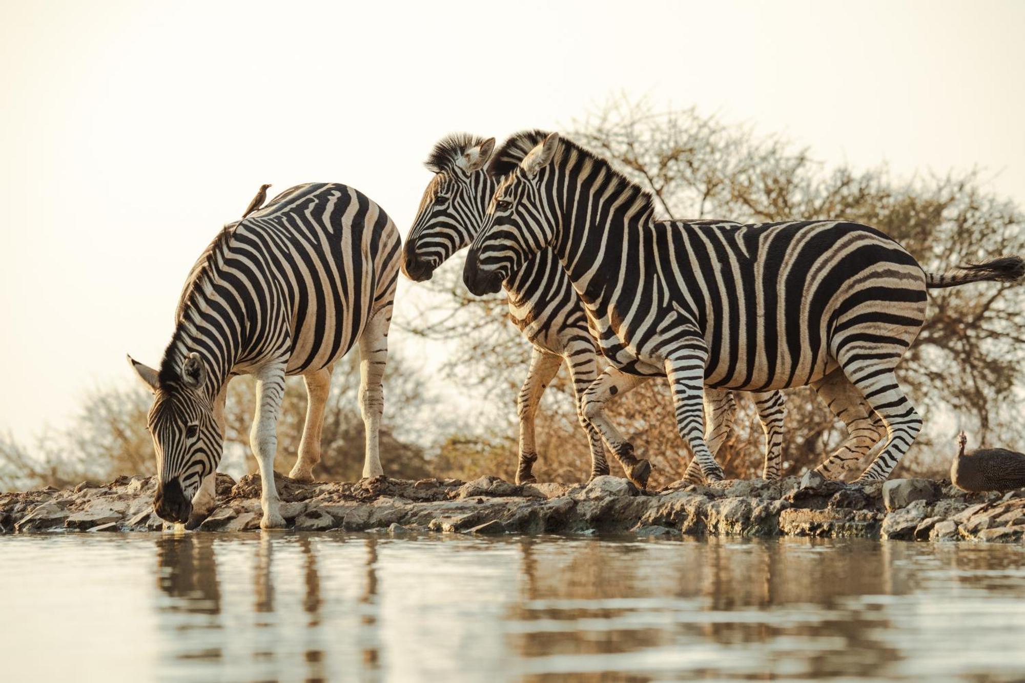 Last Word Madikwe Madikwe Game Reserve Zewnętrze zdjęcie