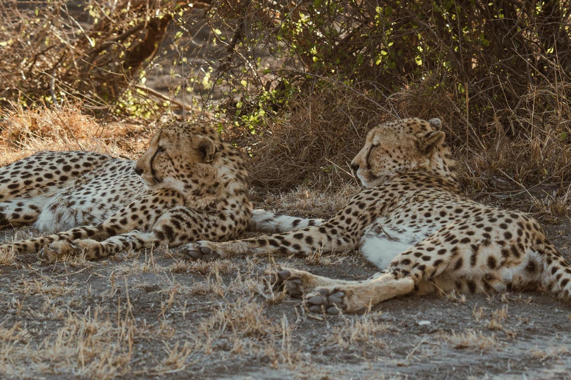 Last Word Madikwe Madikwe Game Reserve Zewnętrze zdjęcie